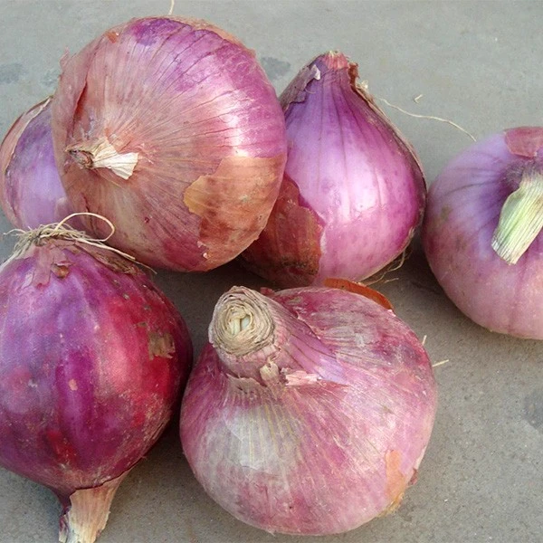 Fresh New Crop Red Onion suppliers